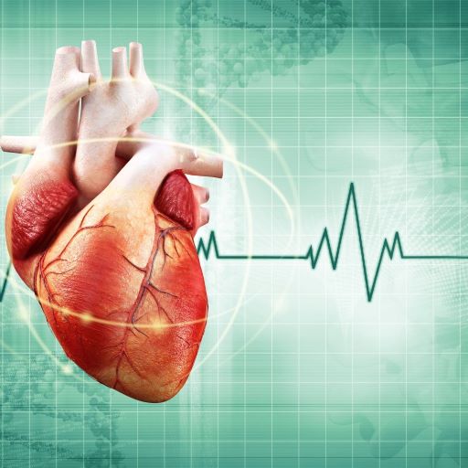 Врач кардиолог, УЗИ сердца